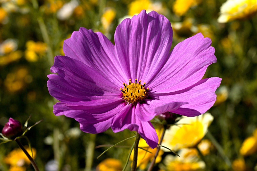 akkerranden akkerrand bloem bloemen flora hdr polder gewas landbouw biodiversiteit landschap cannabis wiet marihuana hasj hennep